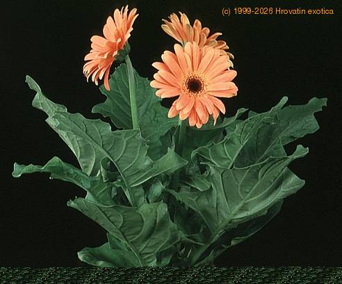 Gerbera sp. 2014