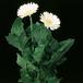 Gerbera sp. 2015