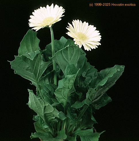 Gerbera sp. 2015