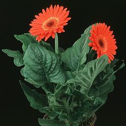 Gerbera sp.