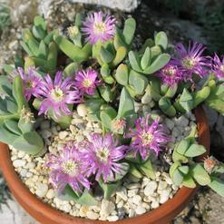 Gibbaeum heathii