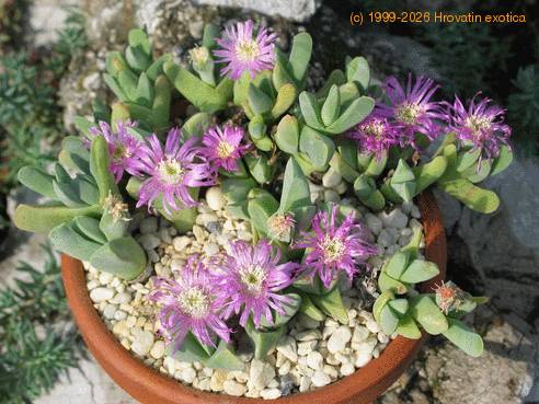 Gibbaeum sp