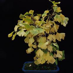 Ginkgo biloba