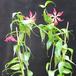 Gloriosa superba SIb