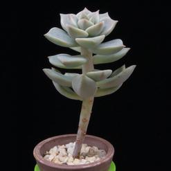 Graptoveria Albert baynesii