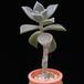 Graptoveria cv MOP