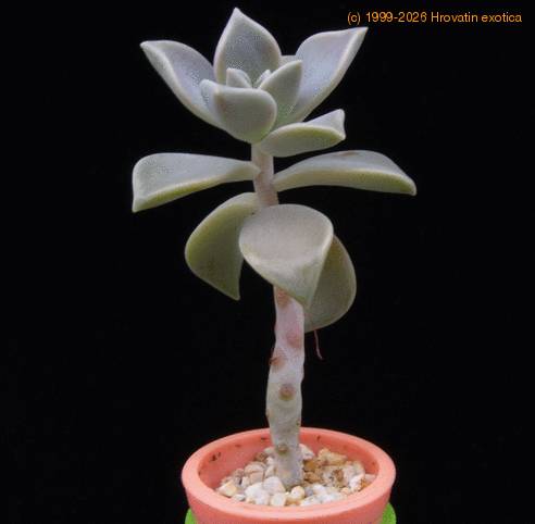 Graptoveria cv MOP