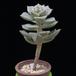Graptoveria MOP
