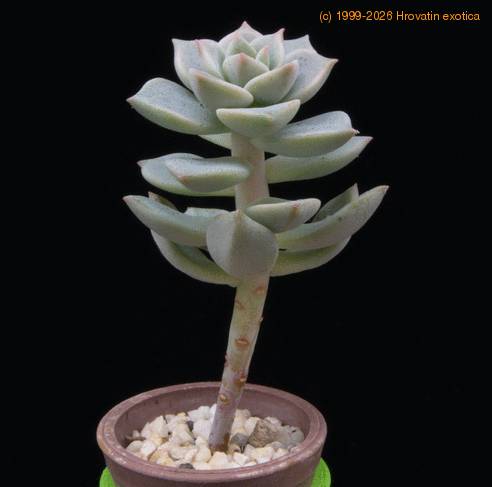 Graptoveria MOP
