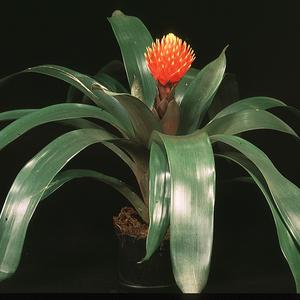 Guzmania conifera