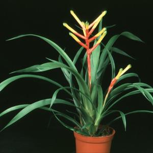 Guzmania dissiflora