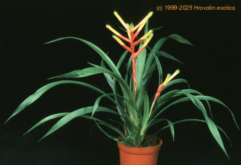 Guzmania dissitiflora 1989