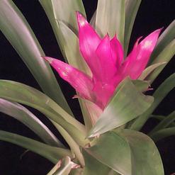 Guzmania hybrid
