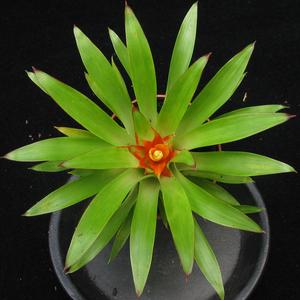 Guzmania minor "Rondo"