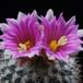 Gymnocactus beguinii SIf