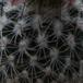 Gymnocactus beguinii SIt