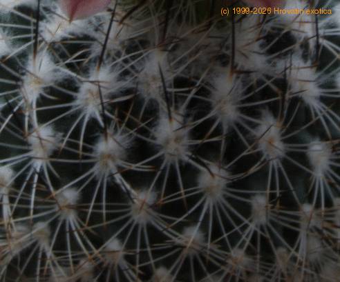 Gymnocactus beguinii SIt