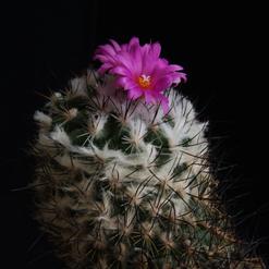 Gymnocactus viereckii
