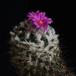 Gymnocactus viereckii SIb