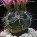 Gymnocalycium 2