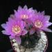 Gymnocalycium 9
