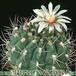 Gymnocalycium ambatoense 304