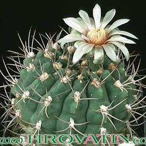 Gymnocalycium ambatoense