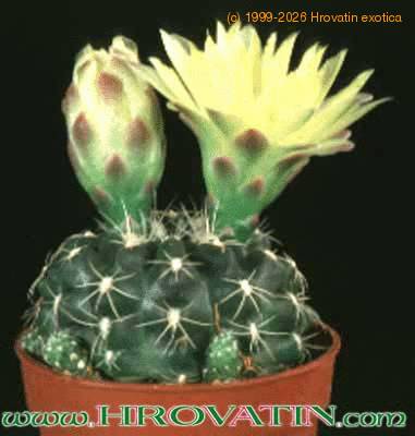 Gymnocalycium andreae v doppianum 93