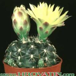Gymnocalycium andreae v. doppianum