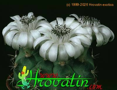 Gymnocalycium anisitsii 330