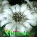 Gymnocalycium anisitsii flower 331