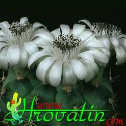 Gymnocalycium anisitsii