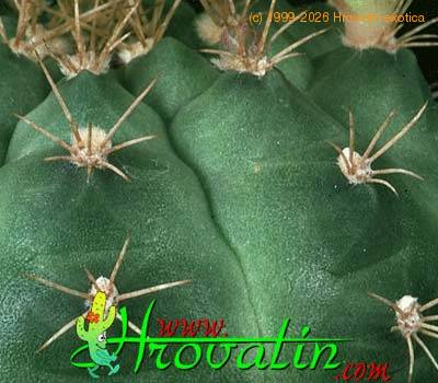 Gymnocalycium anisitsii thorn 332