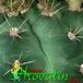 Gymnocalycium anisitsii thorn 332