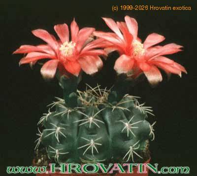 Gymnocalycium baldianum 151