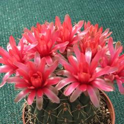 Gymnocalycium baldianum