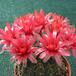 Gymnocalycium baldianum