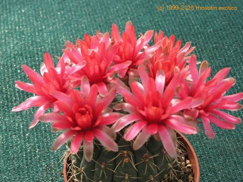 Gymnocalycium baldianum