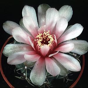 Gymnocalycium baldianum