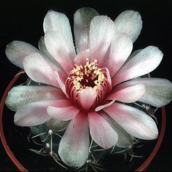 Gymnocalycium baldianum