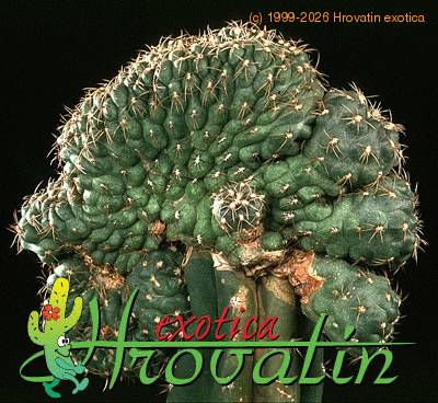 Gymnocalycium baldianum cristata 482