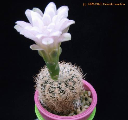 Gymnocalycium bruchii f MOP