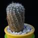 Gymnocalycium bruchii MOP