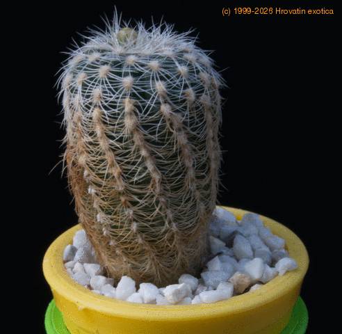 Gymnocalycium bruchii MOP