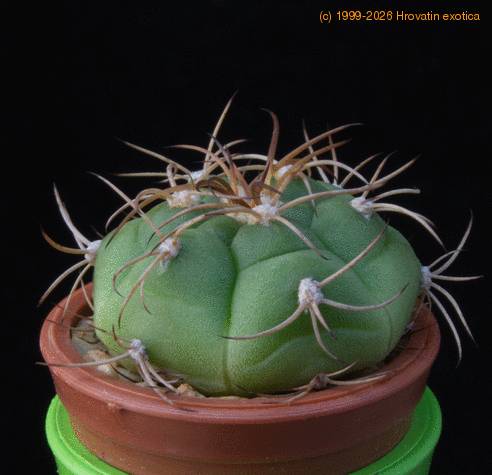 Gymnocalycium chiquitanum MOP