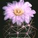 Gymnocalycium chiquitanum v nigrispinum 171
