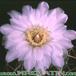 Gymnocalycium chiquitanum v nigrispinum flower 172