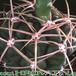 Gymnocalycium chiquitanum v nigrispinum thorn 173
