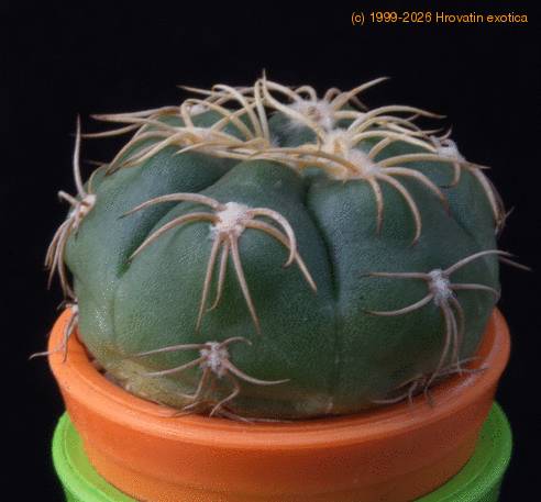 Gymnocalycium denudatum MOP