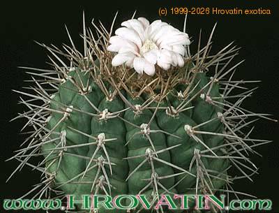 Gymnocalycium euripleurum 301